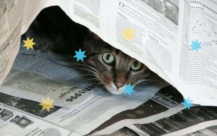 Katze in Zeitung