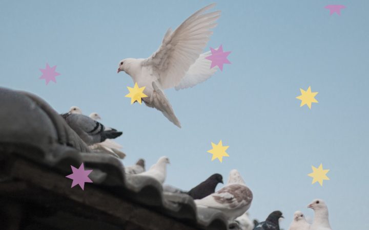 Weiße Taube fliegt über anderen Tauben