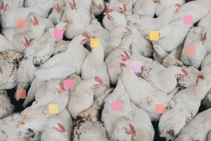 Jetzt auch noch Vogelgrippe? Wie der Kapitalismus Pandemien produziert